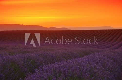 Fototapeta Lavendelfeld Sonnenuntergang - lavender field sunset 03