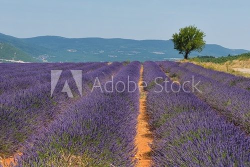 Fototapeta Lavendelfelder in der Provence | SÃ¼dfrankreich
