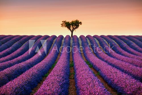 Fototapeta Lavender and lonely tree uphill on sunset. Provence, France