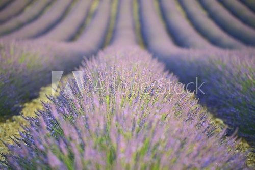 Fototapeta Lavender background - Valensole, Provence, France