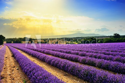 Fototapeta Lavender field