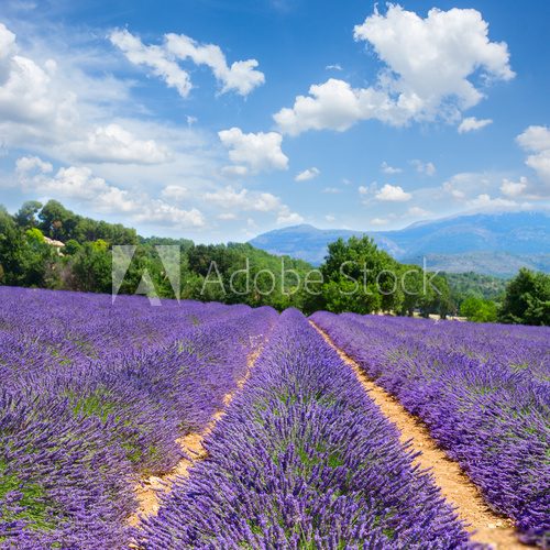 Fototapeta Lavender field