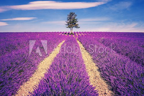Fototapeta Lavender field and tree