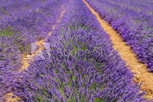 Fototapeta Lavender field at summer