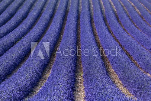 Fototapeta Lavender field in Valensole, France