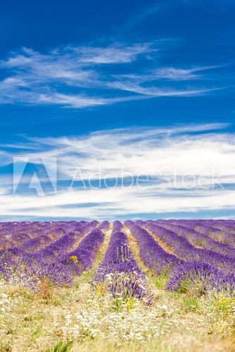 Fototapeta lavender field, Provence, France