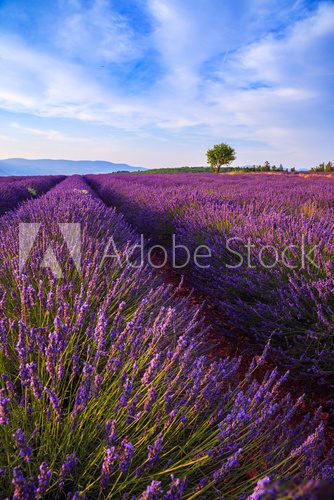 Fototapeta Lavender field summer landscape near Sault