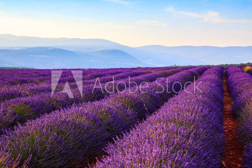 Fototapeta Lavender field summer landscape near Sault