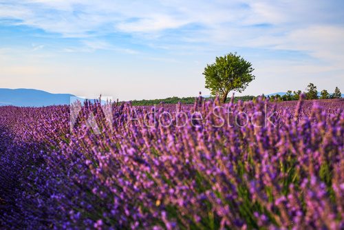 Fototapeta Lavender field summer landscape near Sault