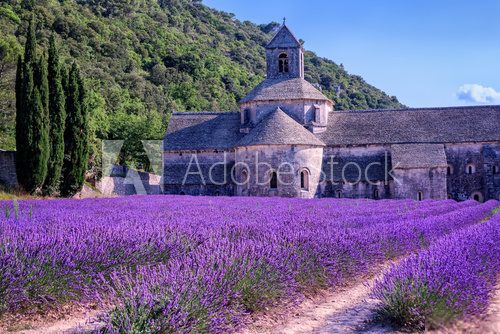 Fototapeta Lavender fields at Senanque monastery, Provence, France