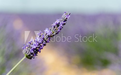 Fototapeta Lavender fields in Provence, France