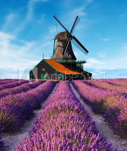 Fototapeta lavender fields with windmill