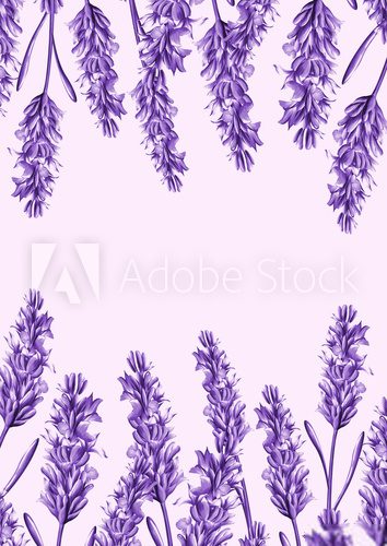 Fototapeta lavender flower background
