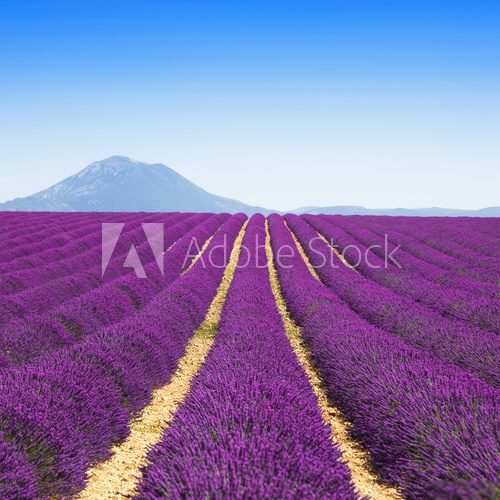 Fototapeta Lavender flower blooming fields endless rows. Valensole provence
