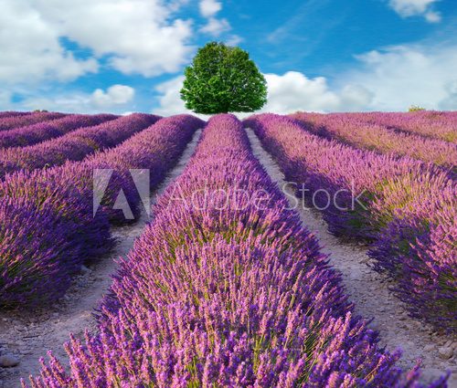 Fototapeta Lavender flower blooming scented fields