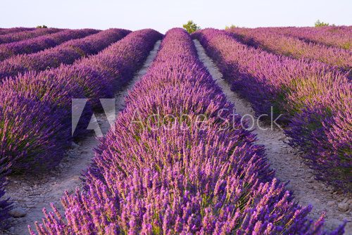 Fototapeta Lavender flower blooming scented fields