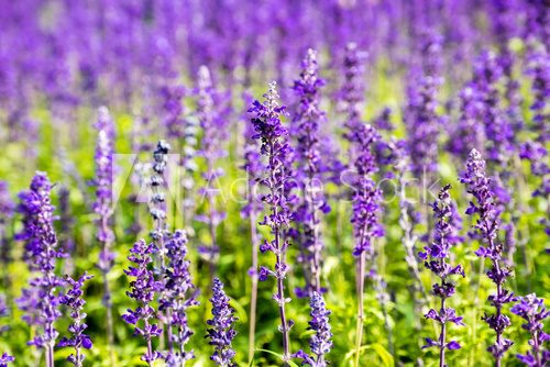 Fototapeta Lavender flower close up in a field