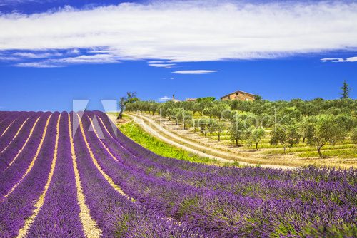Fototapeta lavender in Provence, France