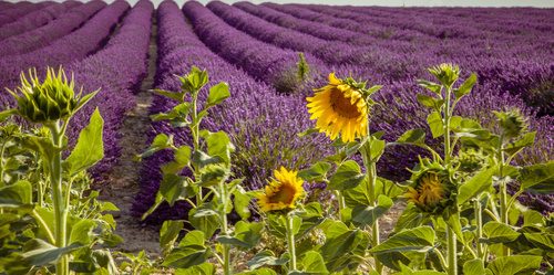 Fototapeta Lavender  with sunflowers