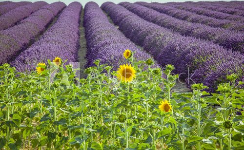 Fototapeta Lavender  with sunflowers