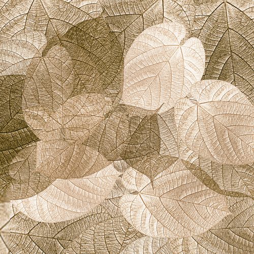 Fototapeta Leaves