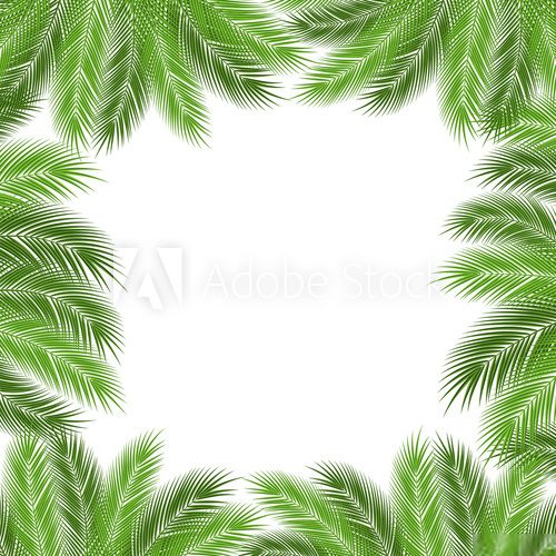 Fototapeta Leaves of palm