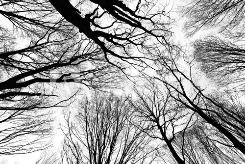Fototapeta leefless trees in the forest
