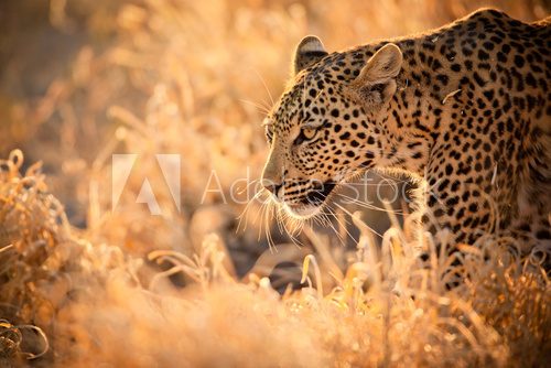 Fototapeta Leopard Walking at Sunset