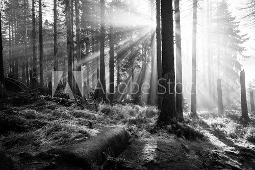 Fototapeta Lichtstrahlen im Wald - monochrom