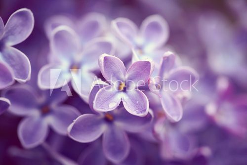 Fototapeta Lilac flowers close up
