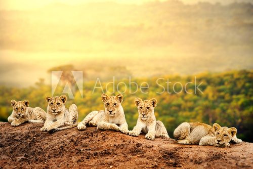 Fototapeta Lion cubs waiting together.