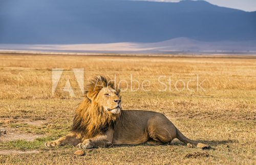 Fototapeta Lion resting in the Ngorongoro Crater