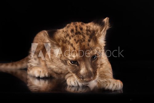 Fototapeta little lion cub on black background
