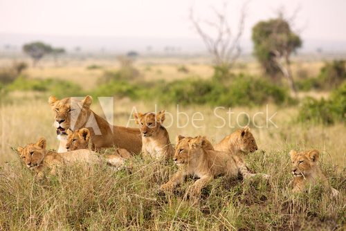 Fototapeta Little lion cubs relaxing