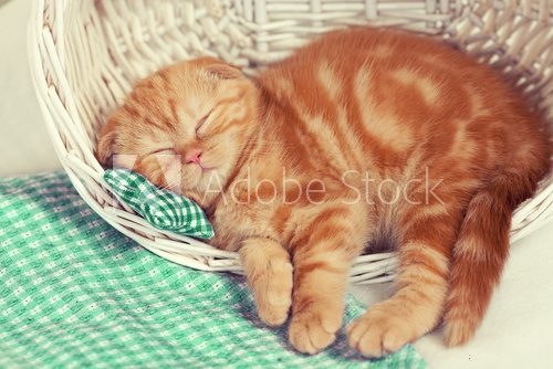 Fototapeta Little red kitten sleeps in a basket