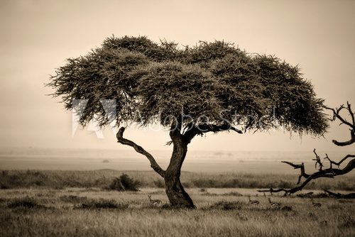 Fototapeta Lone acacia tree with gazelles in sepia