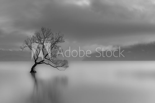 Fototapeta Lone tree, Lake wanaka, New Zealand (black and white)