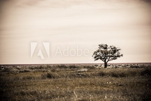 Fototapeta lonely single tree in sepia landscape