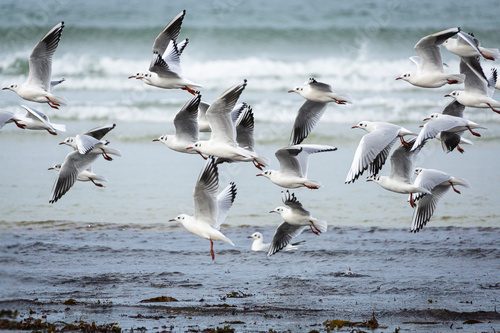 Fototapeta Lot mew nad morską plażą