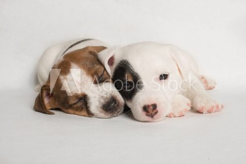 Fototapeta Lying puppies
