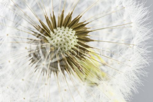Fototapeta Macro shot of dandelion