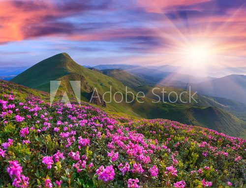 Fototapeta Magic pink rhododendron flowers in the mountains