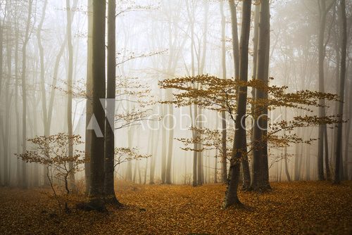 Fototapeta Magical light into the mist of the forest