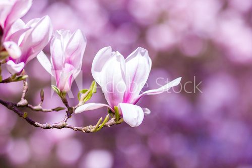 Fototapeta Magnolia Blossoms Background