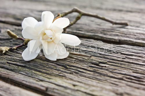 Fototapeta magnolia