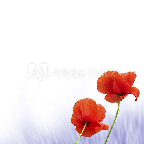 Fototapeta mak