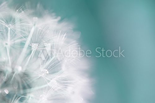 Fototapeta Makro von einer Pusteblume mit Tau Tropfen