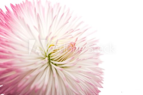 Fototapeta marguerite flower isolated