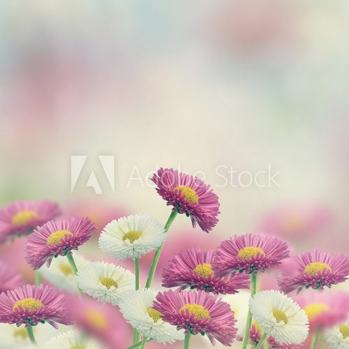 Fototapeta Marguerite Flowers