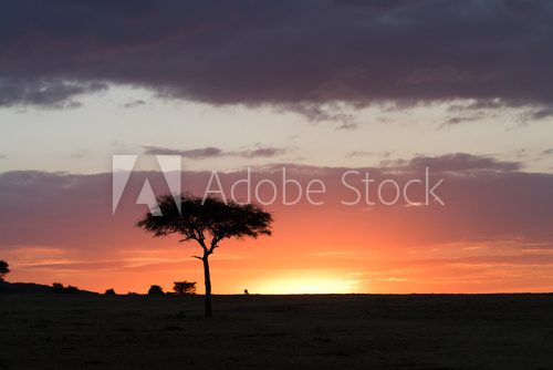 Fototapeta masai mara sunset